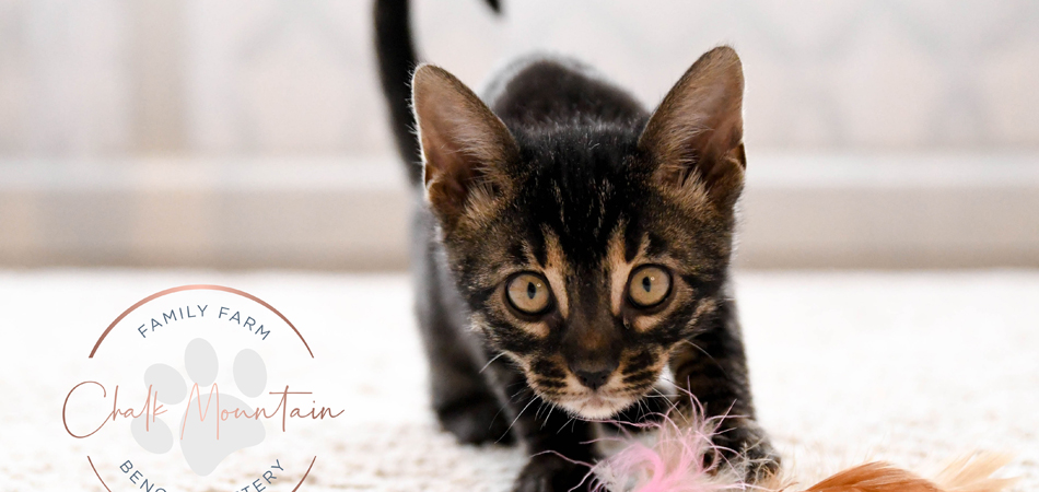 Bengal Kittens for sale near me